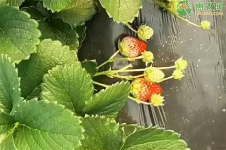 草莓各个时期的施肥方案,什么时候冲高磷肥
