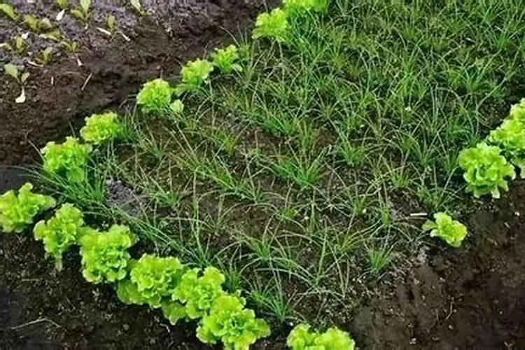 草莓施用什么有机肥最好？