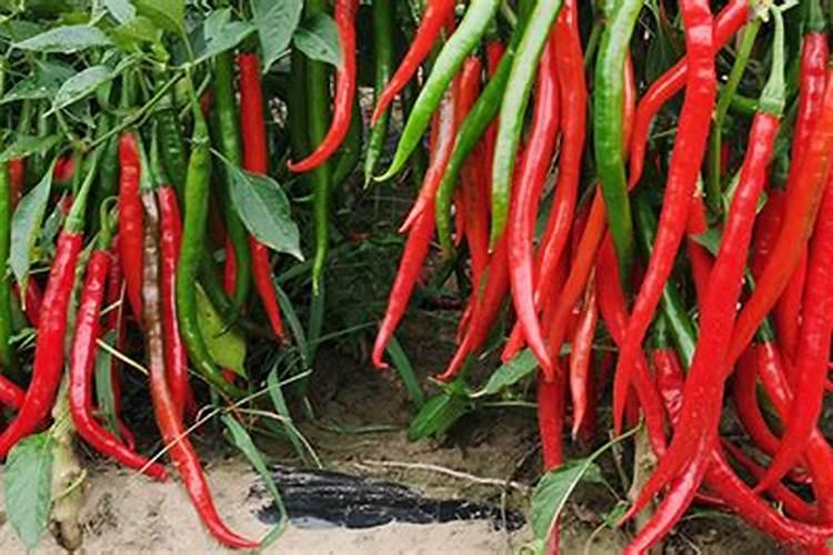 辣椒使用芭田水溶肥可以吗