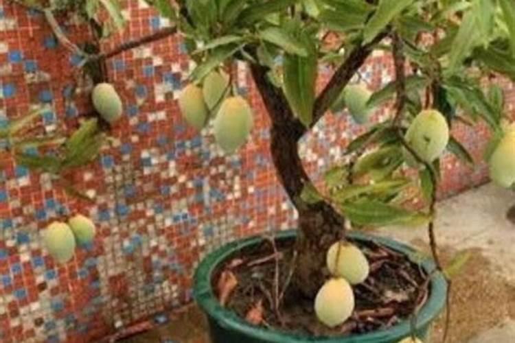 芒果秋季应该放什么肥