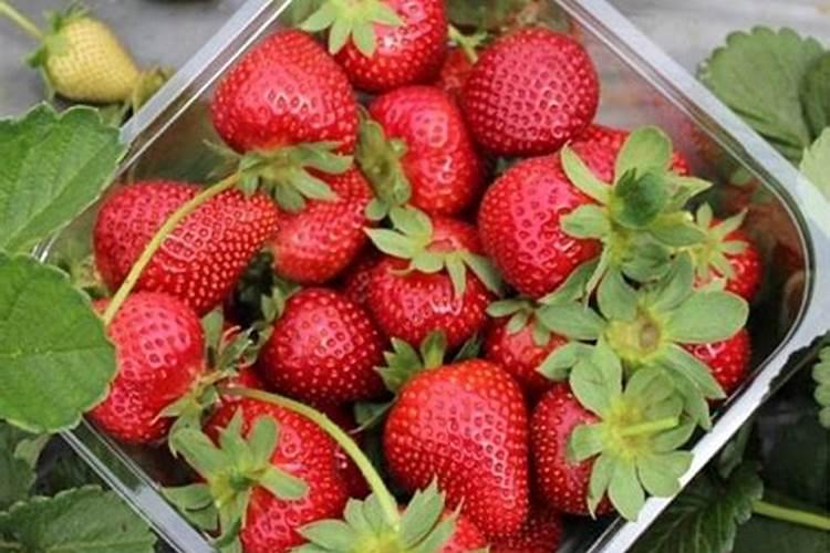 草莓用什么肥料更好的保花保果？