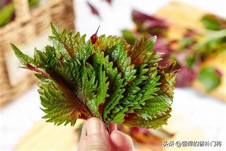 西瓜施肥时间和方法