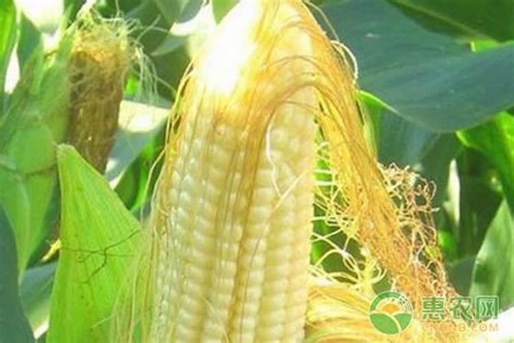 种植玉米施入的钾肥,是氯化钾好还是硫酸钾好