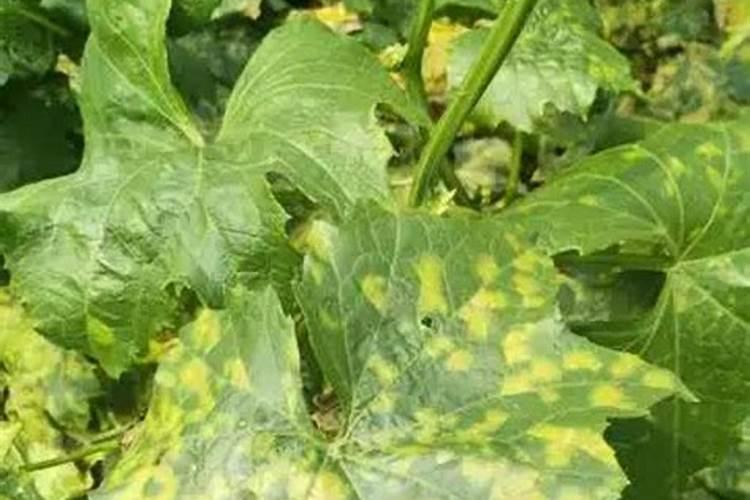 颗粒硼肥什么牌子的好