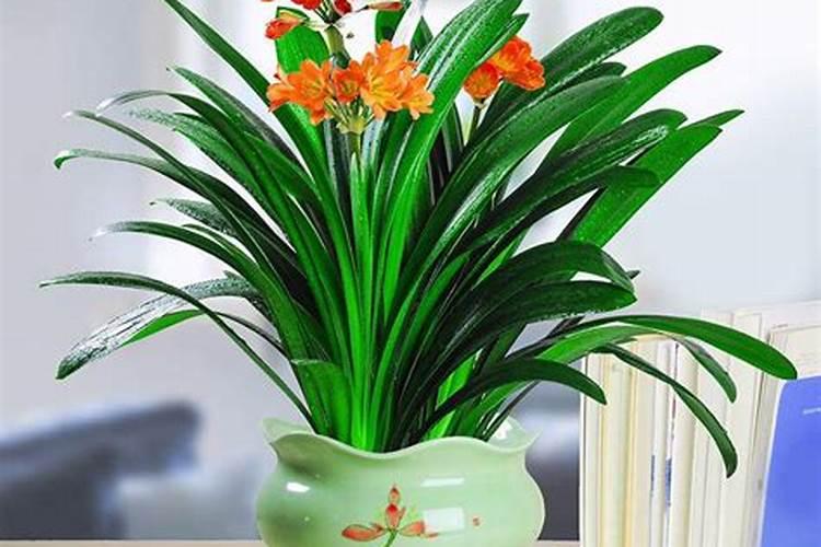 钾肥对哪些花卉好