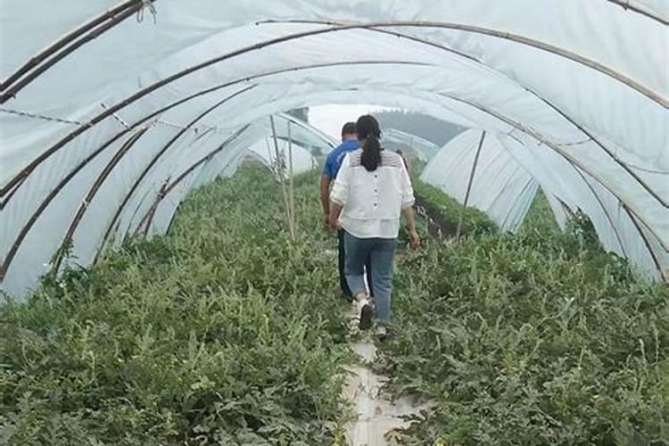 下雨能不能撒种子种菜
