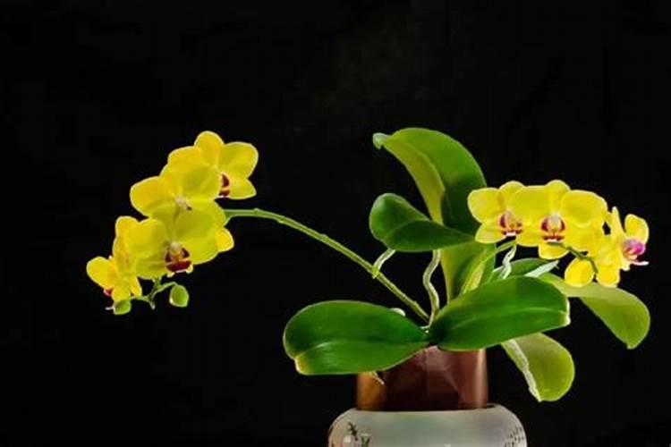 蝴蝶兰秋季怎么浇水和施肥