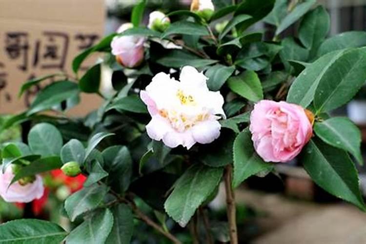 茶花已经开花了怎样浇水施肥？