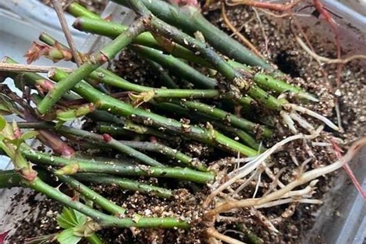 月季养根用什么肥