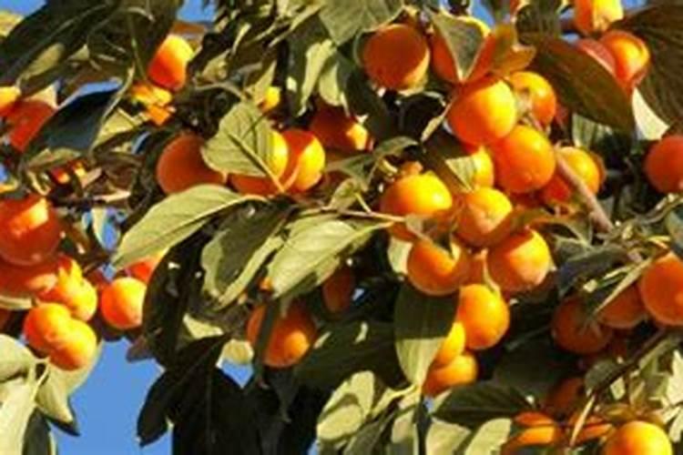 柿子树上什么肥料