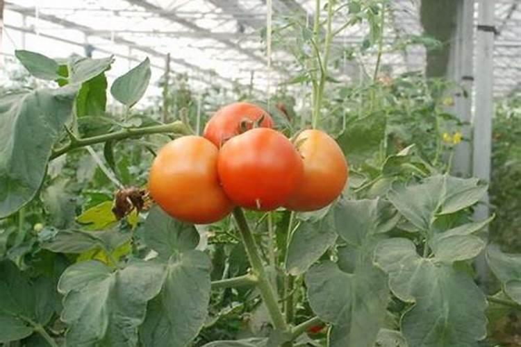 说说葡萄上使用钙和镁的事,如何正确的补充钙镁肥？