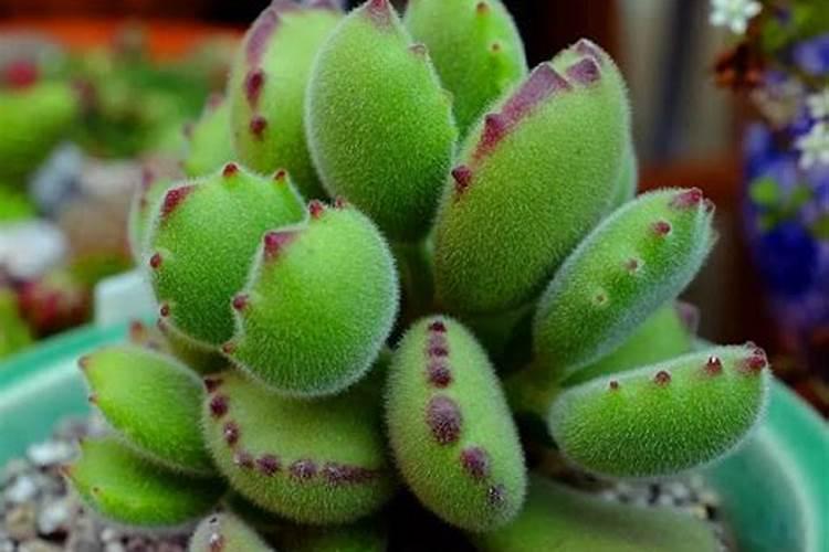 腐植酸什么时候用,怎么用？