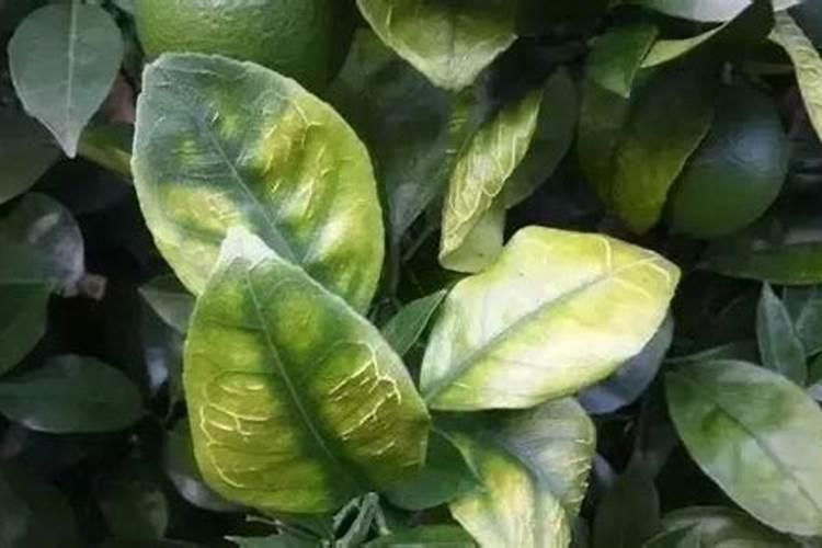 小叶芥菜怎么种植？自己在家也能种植肥美的小叶芥菜!