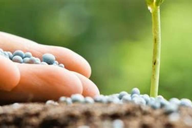 一亩地用多少硼肥 如何正确施硼肥