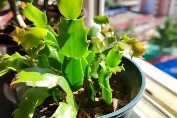 蟹爪兰的叶子发黄应该用什么肥料