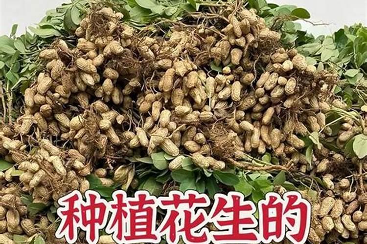 樱桃打什么叶面肥长的快？樱桃什么肥可以果实膨大？