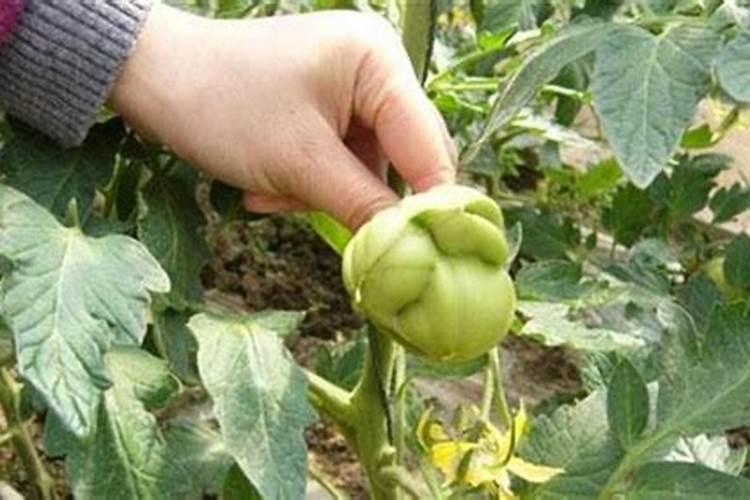 种植油菜为什么要施硼肥油菜啥时候施硼肥好
