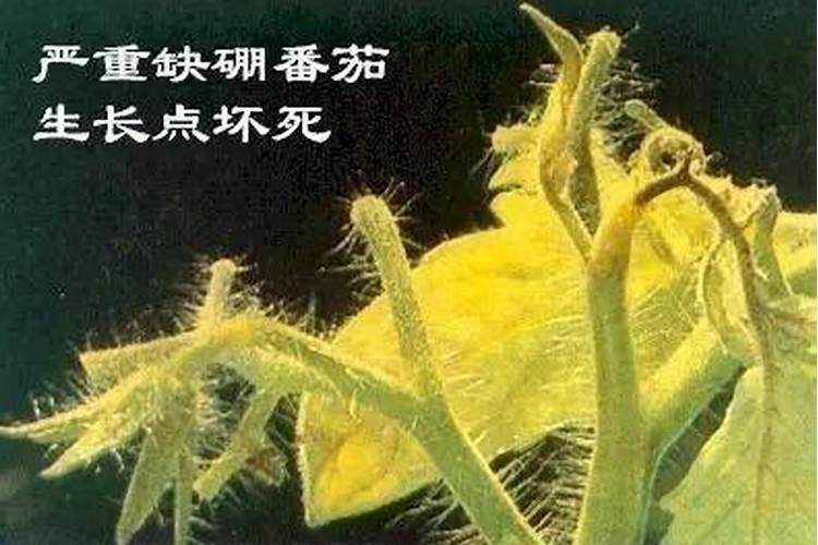 一亩地用多少硼肥 如何正确施硼肥