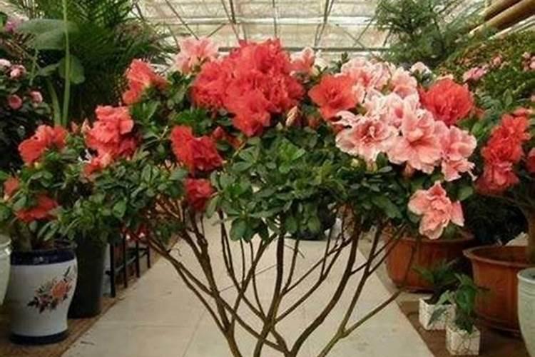 杜鹃花开花的时候能施肥吗