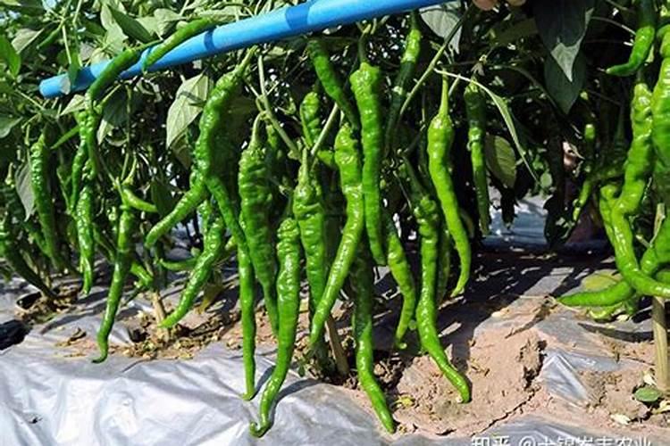 螺丝椒控旺最简单三个步骤