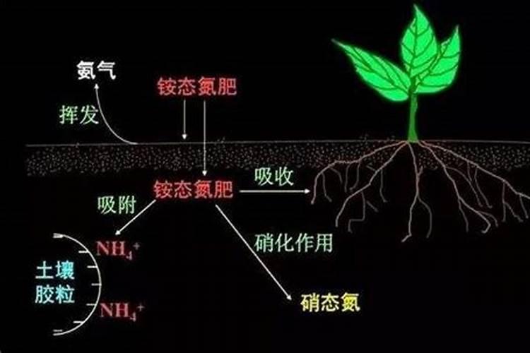 叶面肥十大品牌排行榜