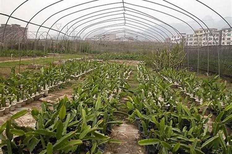 火龙果挂果后如何施肥？