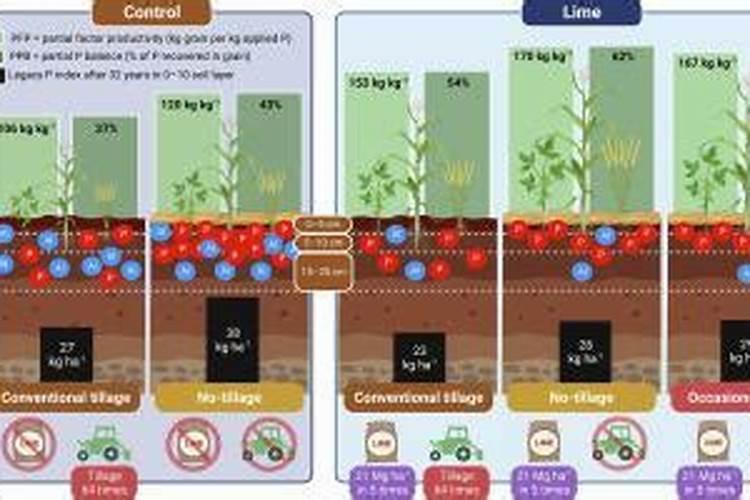 矿源黄腐酸钾是腐植酸吗有什么不同