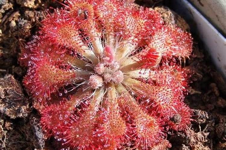 茅膏菜的养殖方法和注意事项