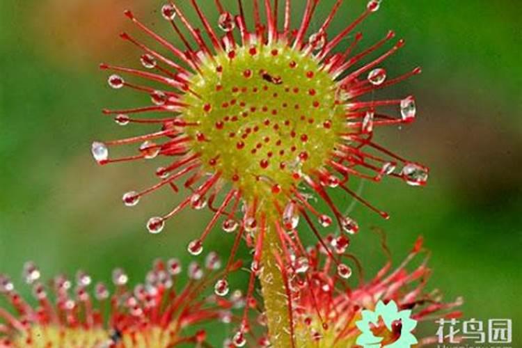 茅膏菜的养殖方法是什么？