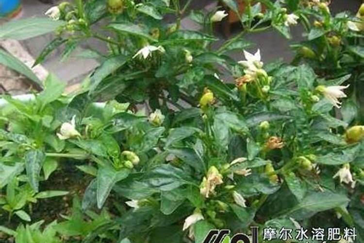 辣椒产量低怎么办？辣椒开花适合施什么肥？
