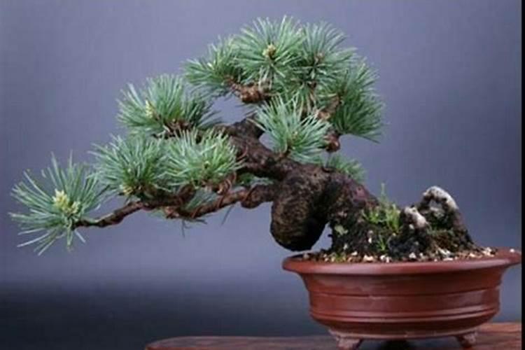 五针松需要什么肥料