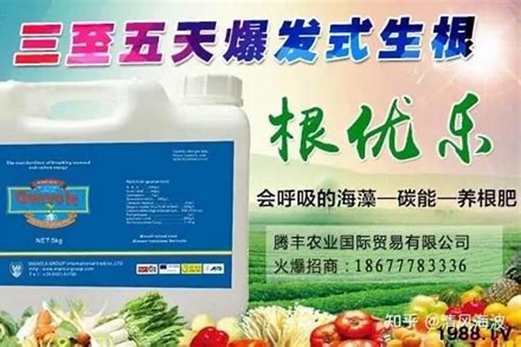 百合花怎么养 窍门有哪些