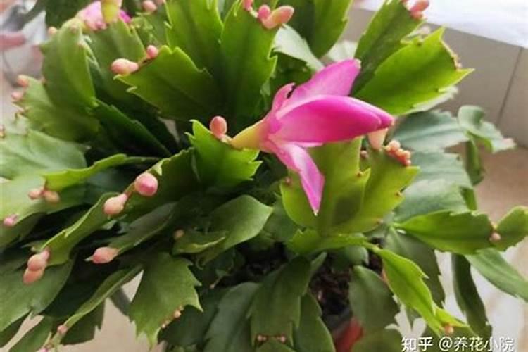纯氮气中毒为啥无痛苦