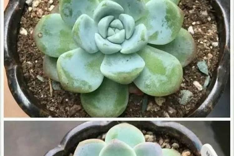 让多肉叶片肥厚施什么肥？