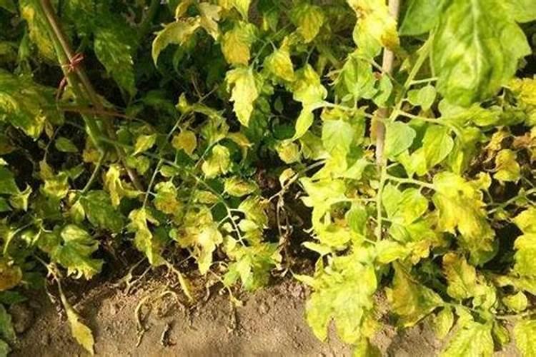 用酵母粉怎样发面