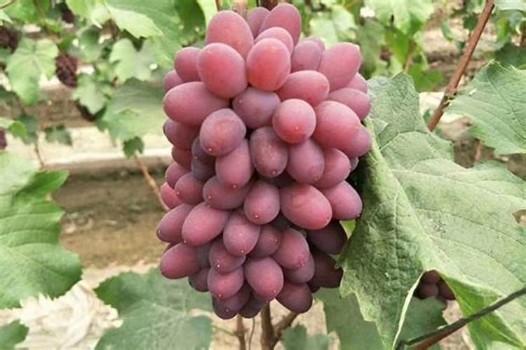 巨峰葡萄成熟期追什么肥料最好