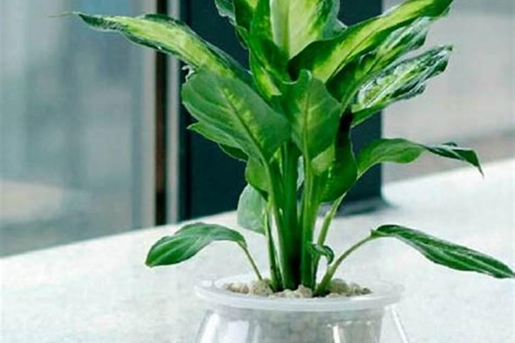 水培植物如何施肥养护