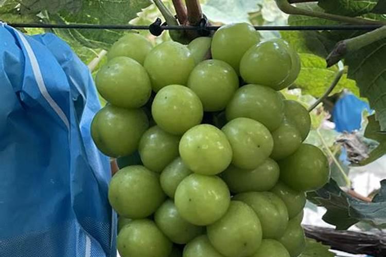 芒果修剪好以后施什么肥料好