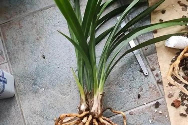 花使什么肥料叶子大(花卉用什么叶面肥)