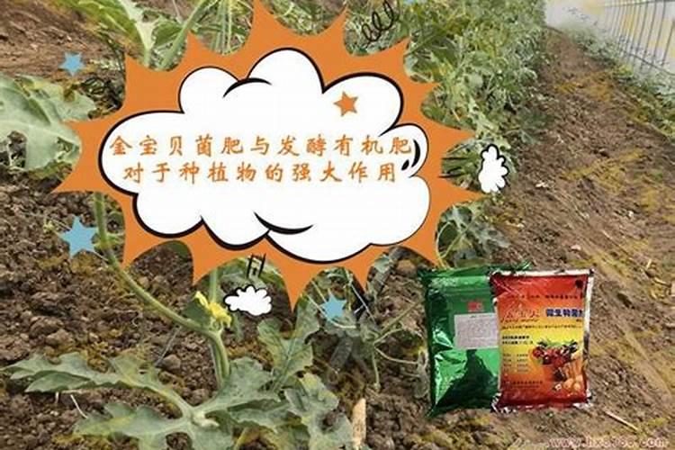 红糖和醋一起做叶面肥