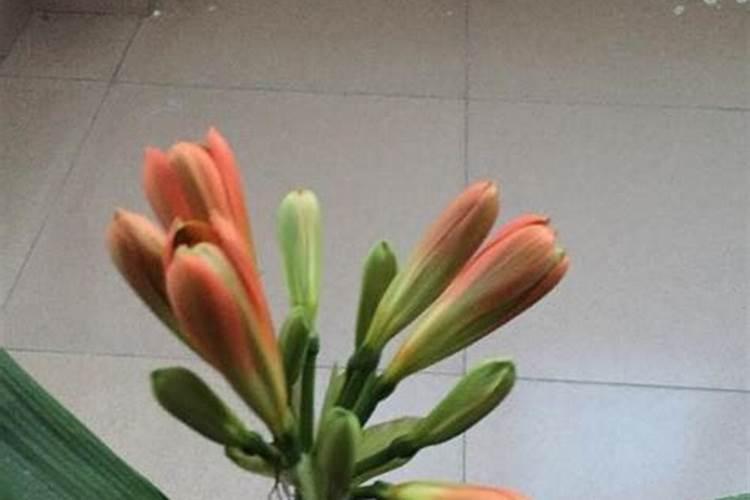 施什么肥能开花 君子兰施肥方法