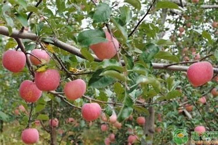苹果树喷什么叶面肥好