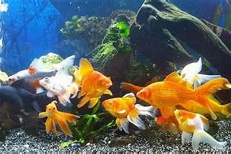 鱼用什么肥料最好 鱼用哪种肥料最好