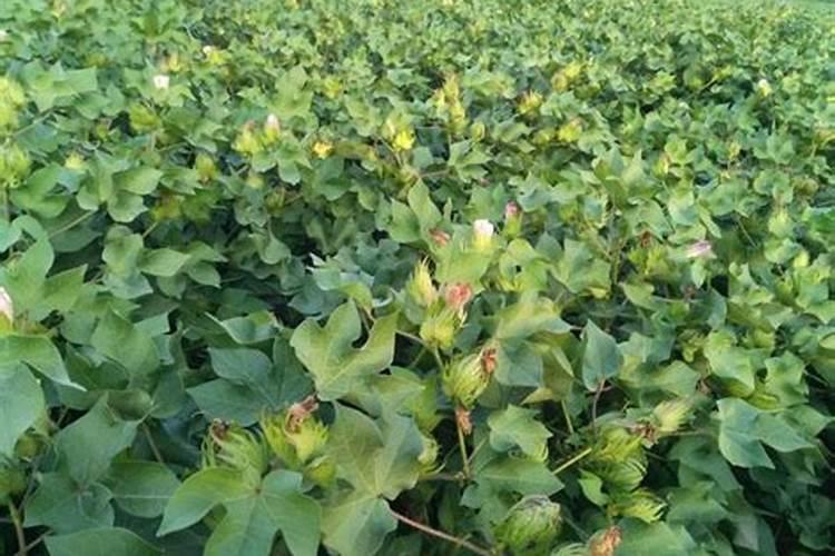 棉花在开花和结桃的时候有什么特点？