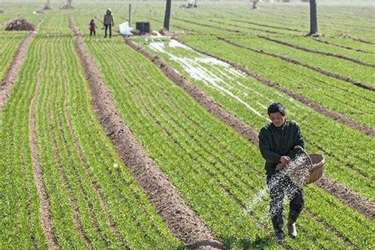 芸苔素内酯对番茄有哪些效果,芸苔素内酯注意事项