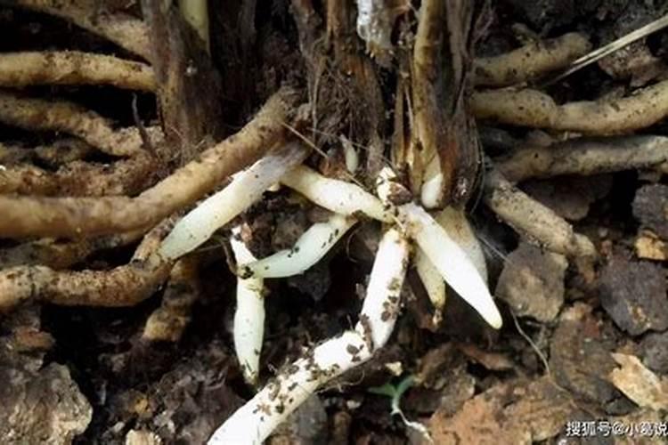 吃板栗回引起上火吗 特别是钾含量突出