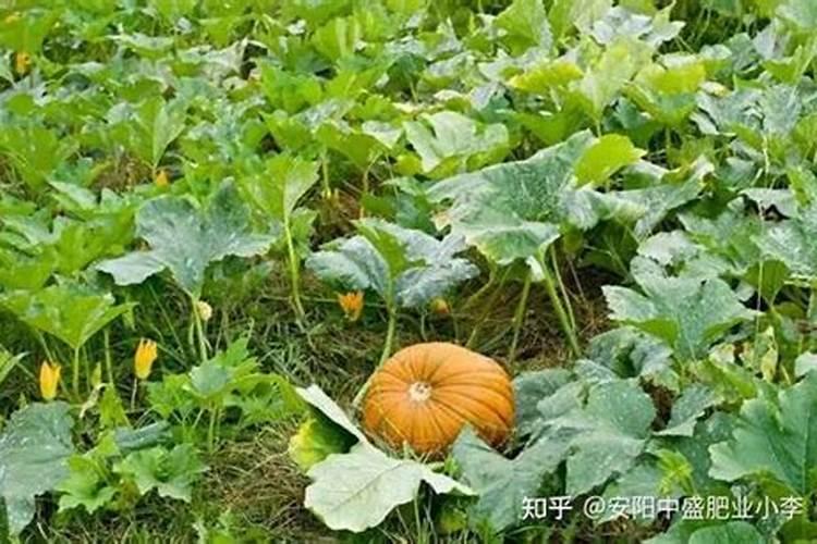 南瓜开花结果期施什么肥