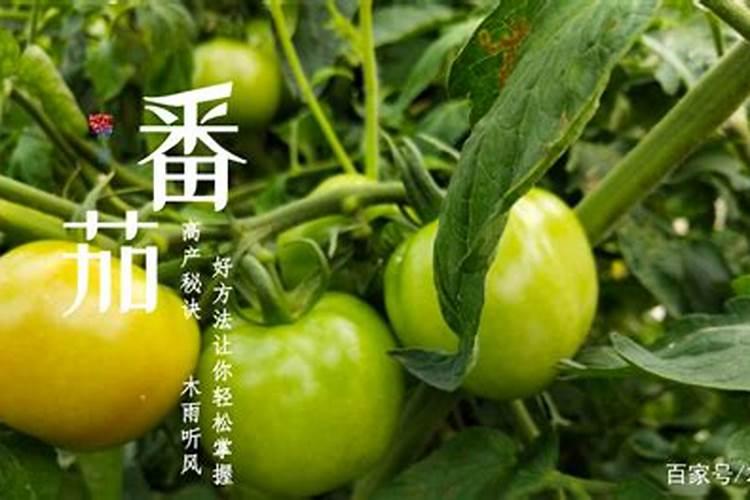 芒果在盆里发芽了该怎么种 芒果在盆里发芽了该如何种