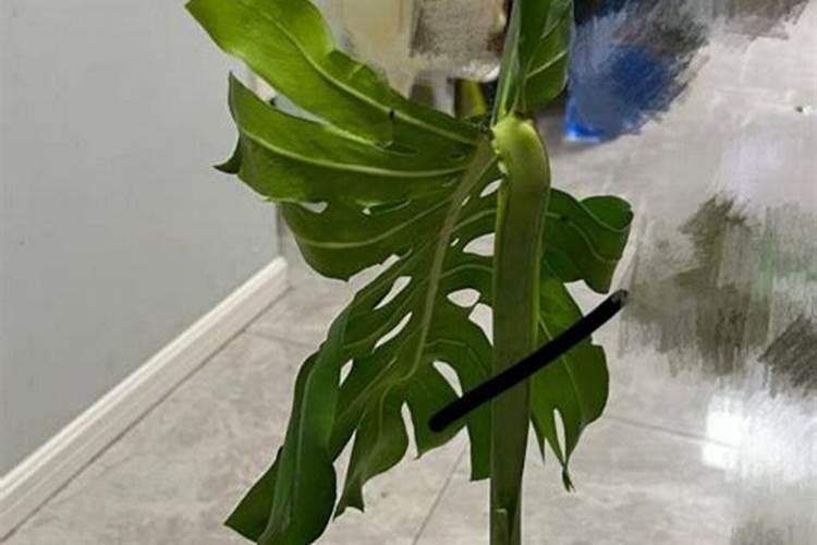 市面上有的硅肥怎么那么便宜呢是什么原因呢