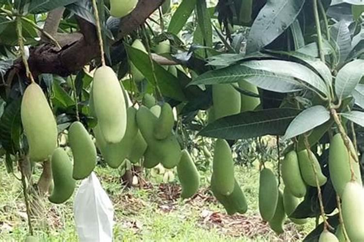 芒果树用什么肥料最好